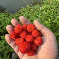 花花草草还有狗，有点平淡也不平淡