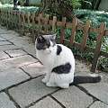 苏州西园寺的猫咪