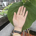 我种的猕猴桃叶子这么大，怎么越看越怀疑它不是猕猴桃树，我上网查的叶子看上去都...