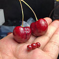 高色系的车厘子🍒喜欢吗？