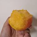 老爸种的平谷黄油桃