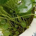 阳台养的铜钱草，太阳花被小松鼠吃光光！