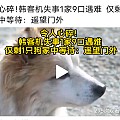 可怜的狗狗...