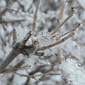 晶莹剔透的公主方与冰清玉洁的雪绒花