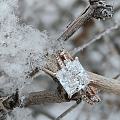 晶莹剔透的公主方与冰清玉洁的雪绒花