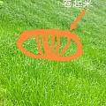 开心一刻：黑暗料理来了——香菜肉饼