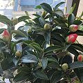30元买的茶花