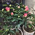 30元买的茶花