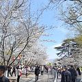 江南樱花季
