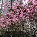 坛友们一起来交换春天