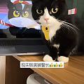 黑猫🐈‍⬛警长