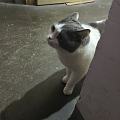 猫猫我啊，有出来玩了～