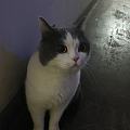 猫猫我啊，有出来玩了～