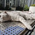 花盆长猫