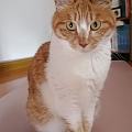 猫咪低头看到自己的jio会不会被萌到？
