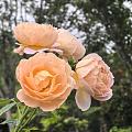 花开正浓