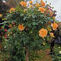 春天里玫瑰月季花大爆炸