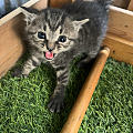 陆续开放的花儿和露台上突然发现的小奶猫