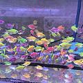 有没有水族大佬指点一下～求助贴