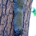 松鼠🐿️，鸽子🕊️