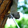 松鼠🐿️，鸽子🕊️