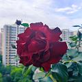 我也晒一晒花花