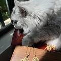 太阳花和金刚杵，jms觉得哪个更美？