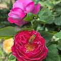 这个季节就是鲜花自由