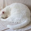 有些小猫咪，搞笑的一本正经