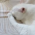 有些小猫咪，搞笑的一本正经