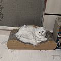 猫猫越长越像