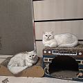 猫猫越长越像