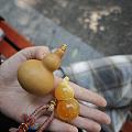胖到可以站立的葫芦