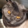 秀两颗正宗猫眼珠