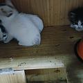 捡到小猫啦