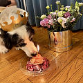 老小狗🐶过13岁生日咯,妈妈的心肝小宝贝要健健康康地再多活几年哦