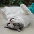 晒个猫🐱