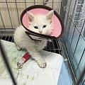 关于猫咪住院治疗的一些疑问