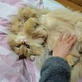 求助～长毛猫猫打结咋整