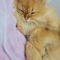 求助～长毛猫猫打结咋整
