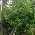开心一刻：水蜜桃采摘。