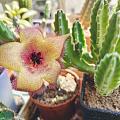 樣了3年的桃太郎終於開花了~~開花后，這長滿毛的是什麽鬼。。。