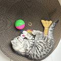 小猫长大了