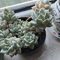 爆盆玉露和生机勃勃的窗台🌸