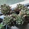 爆盆玉露和生机勃勃的窗台🌸