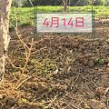还记得4月种下的🌸么？