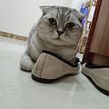 深感没有淘金币寸步难行。。。