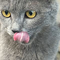 蓝猫真的好亲人
