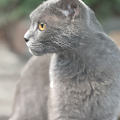 蓝猫真的好亲人