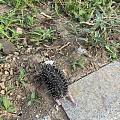 偶遇一只小刺猬🦔